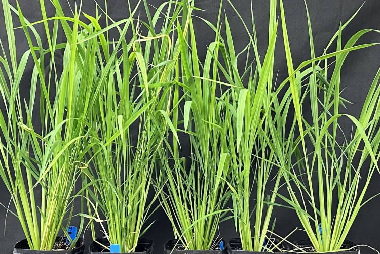 Rice plants with improved trait.